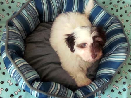 white-chocolate-havanese-puppy-breeder-utah-and-wyoming